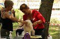 2012-07-01 B & B - Bedlington & Bichon Fun Day (75)_1500x1000